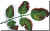 Frost damage illustration