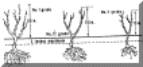 Rose canes diagram